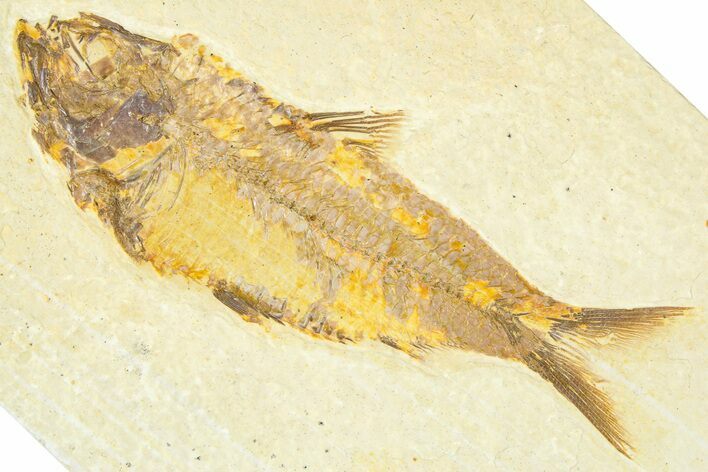 Detailed Fossil Fish (Knightia) - Wyoming #367472